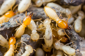 termites
